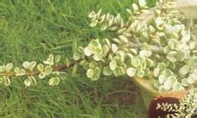 Mosaik vertikal platta Sedum