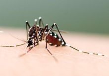 Biologisk överföring