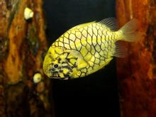 Pinecone fisk