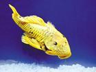 Gold Fish: Djurart