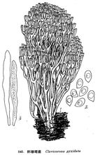 Cup korall svamp