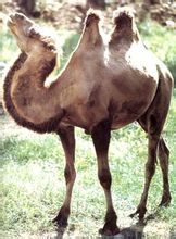 Vilda kameler