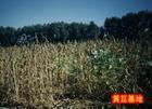 Agricultural Resources