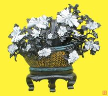 Chrysanthemum sten