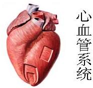 Kardiovaskulär