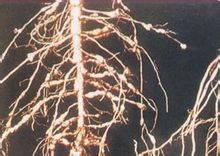 Bomull root knot nematod