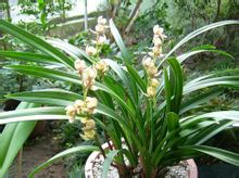 Golden Lotus