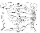 Autonoma nervsystemet