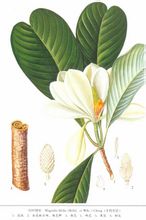 Magnolia