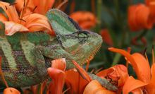 Chameleon: Reptiler