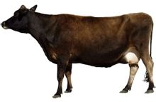 Cow