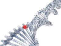Mänskliga genomet