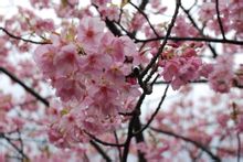 Cherry Blossom Festival