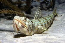 Ledande Fisk