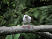 Imperial Pigeon