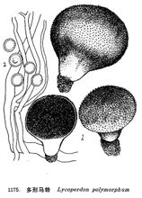 Polymorf puffball