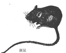Stumble Råtta