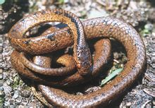 Platta skalor trubbig-headed orm
