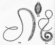 Trichuris nematoder