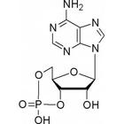 Cykliskt adenosinmonofosfat