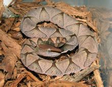 Acutus