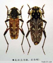 Xylotechus skalbaggar