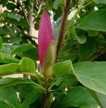 Cinnabar Magnolia