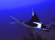 Japan Manta Ray hjärnan