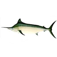 Fenan svärdfisk