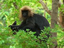 Svart black leaf monkey