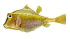 Humpback triangulär boxfish