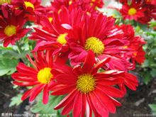 Röd Chrysanthemum