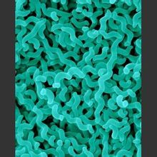 Campylobacter