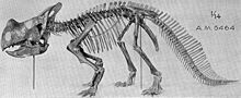 Montana ceratopsian