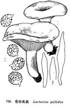 Pale Lactarius