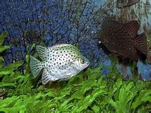 Pengar fisk