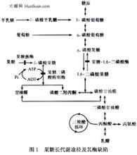 Medfödda metabolism