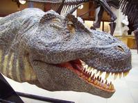 Tyrannosaurus fruktar: Reptiler