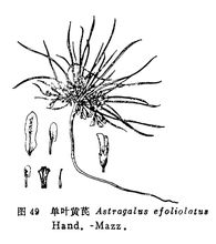 Enkeldörr av Astragalus
