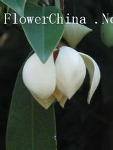Lövfällande magnolia