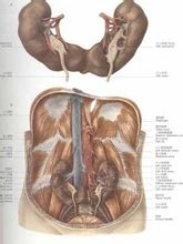 Hästsko njure