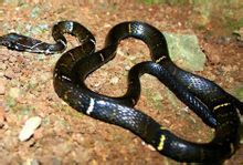 Korea noctua rufozonatum