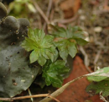 Big leaf moss
