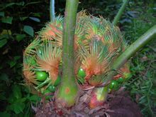 Yunnan cycad frukt