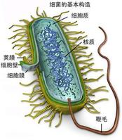 Prokaryoter