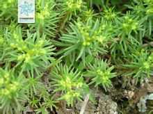 Sedum