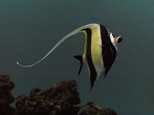 Sickle fisk