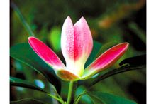 Bright blad magnolia