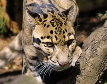 Fördunklad Leopard