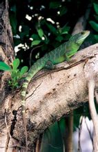 Lång iguana